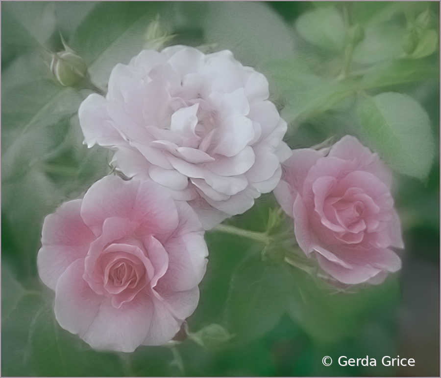 Soft Summer Rose