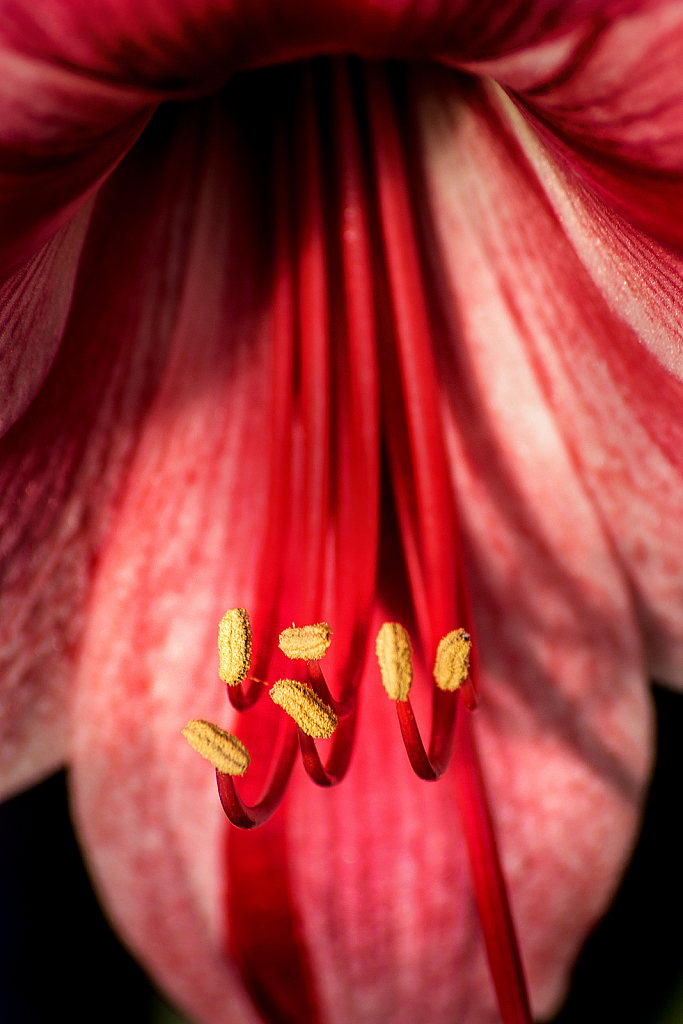 BSG Amaryllis Macro 1-30-20 158