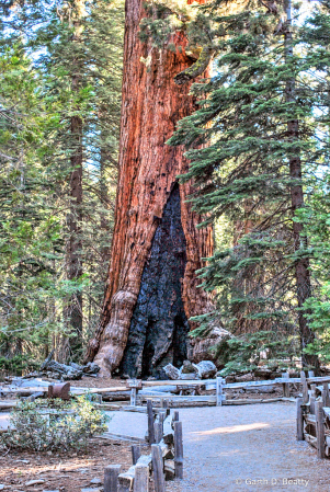 Fire Damaged Giant Redwood 
