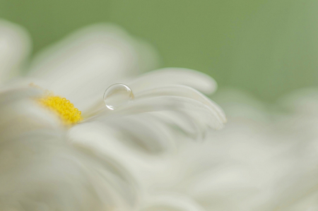 Daisy Drop