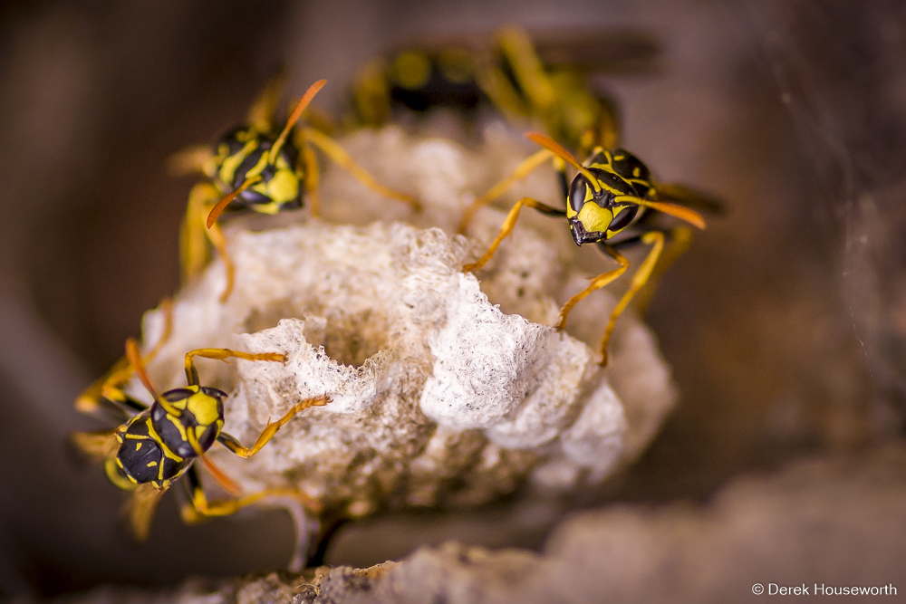 Western Yellow Jackets