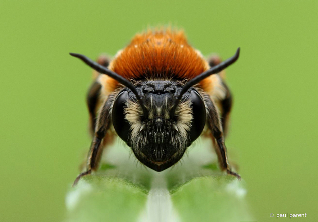 The Little Bee - ID: 15792024 © paul parent