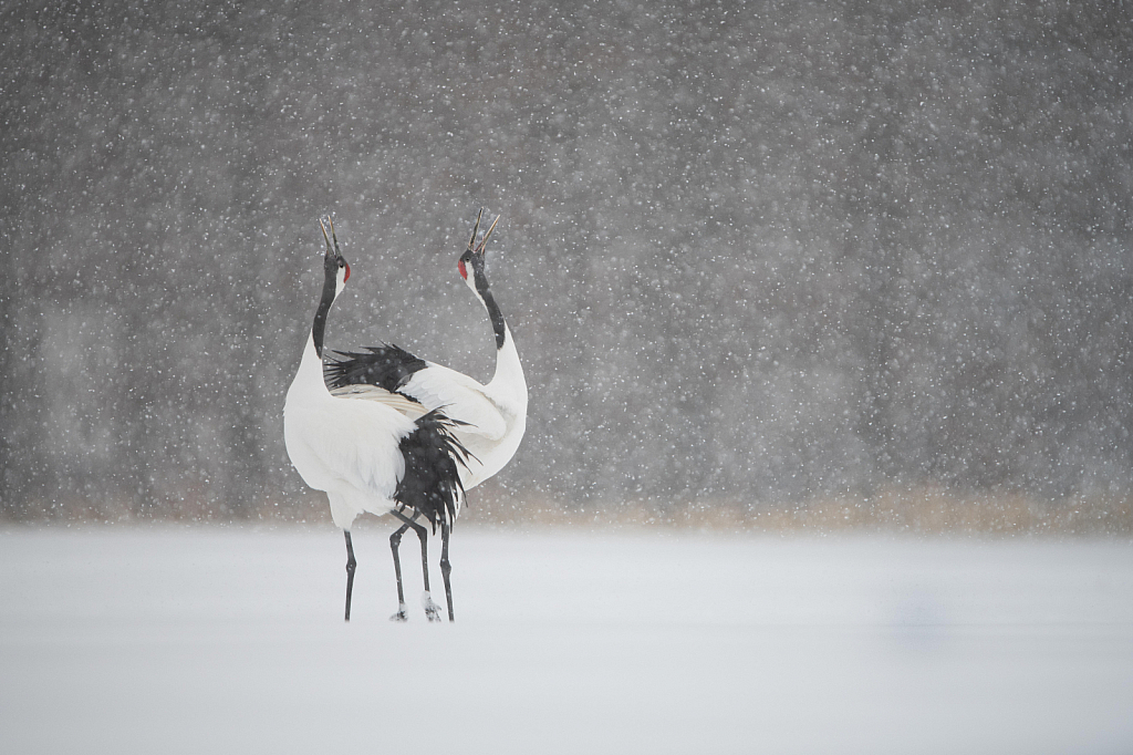 Red Crowned Cranes in the Snow - ID: 15791945 © Kitty R. Kono