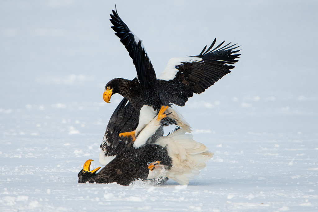 Food Fight