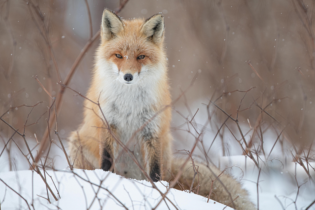Fox in the Snow - ID: 15791949 © Kitty R. Kono