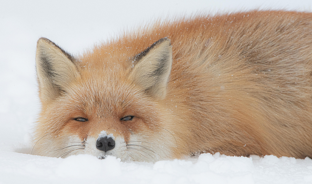 Little Red Fox in the Snow - ID: 15791950 © Kitty R. Kono
