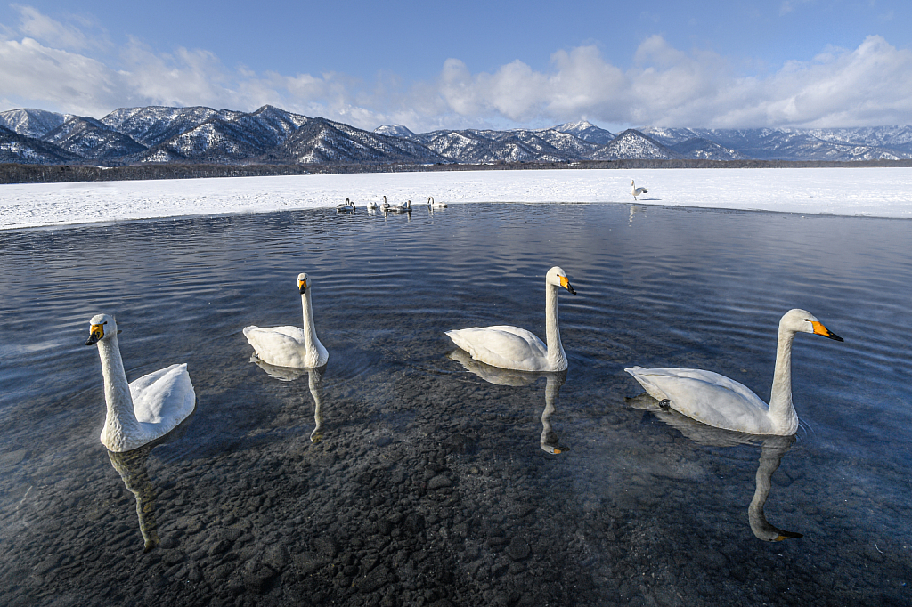 Four Whooper Swans - ID: 15791951 © Kitty R. Kono
