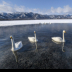 © Kitty R. Kono PhotoID# 15791951: Four Whooper Swans