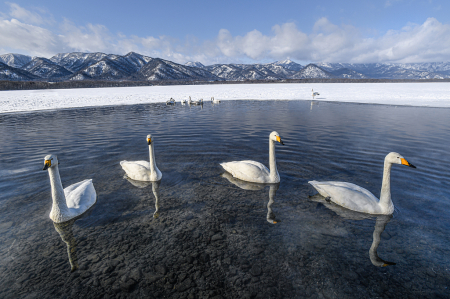 Four Whooper Swans