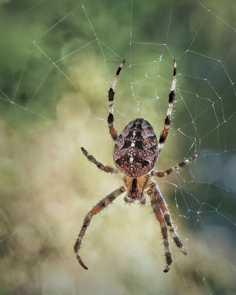 7 Legs in an 8 Leg World - ID: 15792029 © Susan Johnson