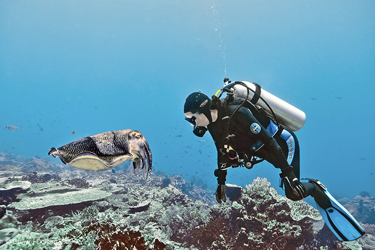 Cuttlefish and Diver - ID: 15792061 © Edward Dorson