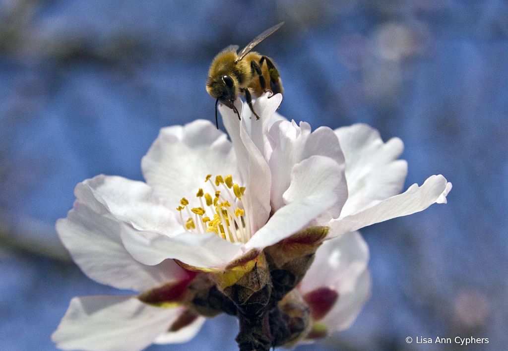 Blossom Trail California  - ID: 15792537 © Lisa Ann Cyphers
