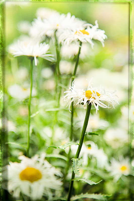 A Daisy is Never Alone