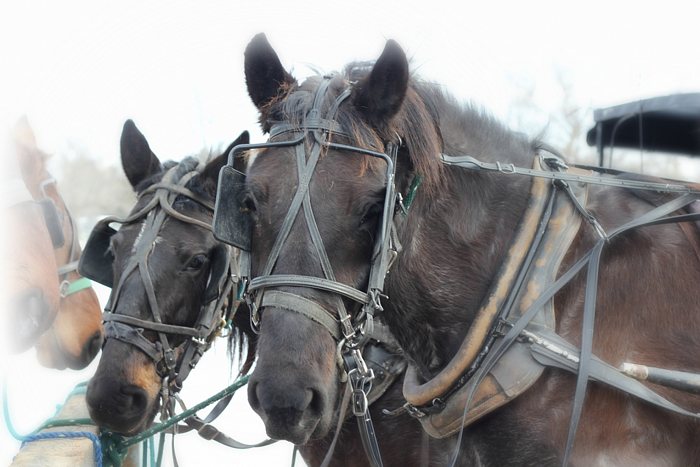 Amish Horses Resting