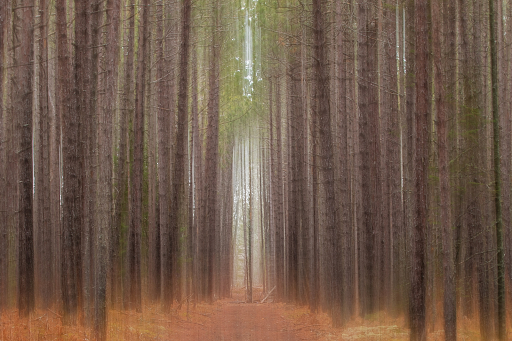 Path in the Pines