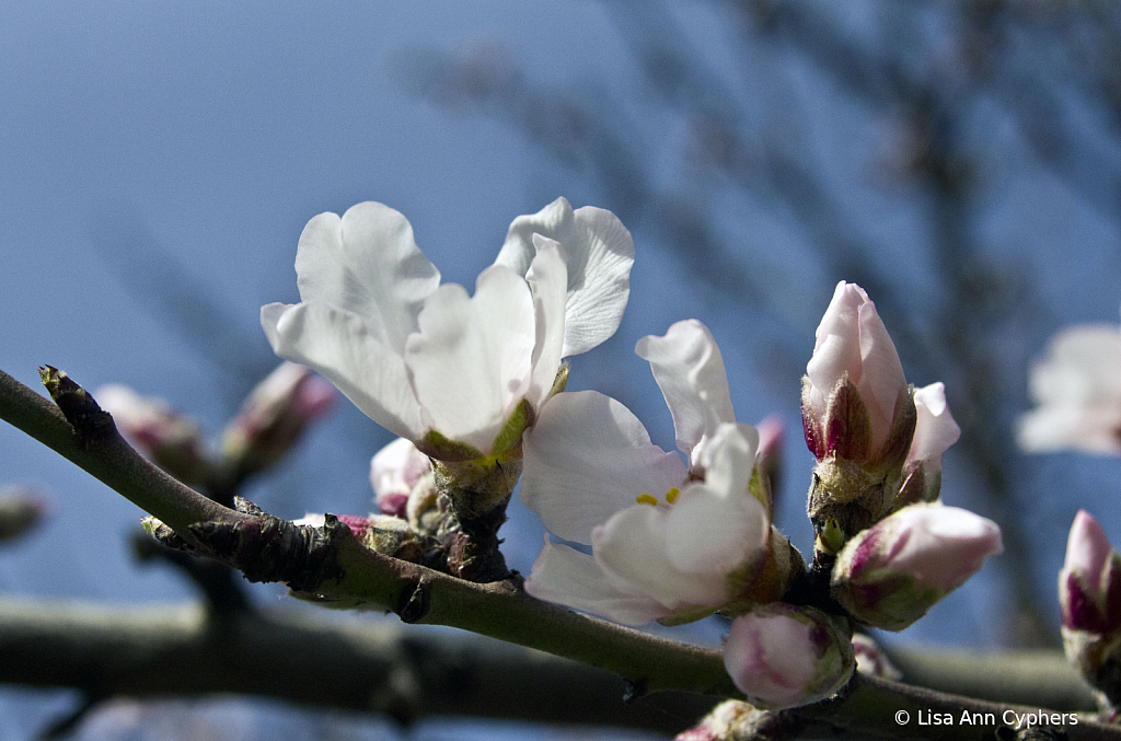 Almond Blossoms - ID: 15792565 © Lisa Ann Cyphers