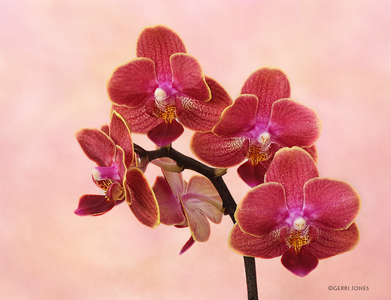 Winter Orchid Still Life