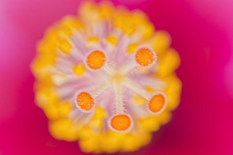 Pistil Tip