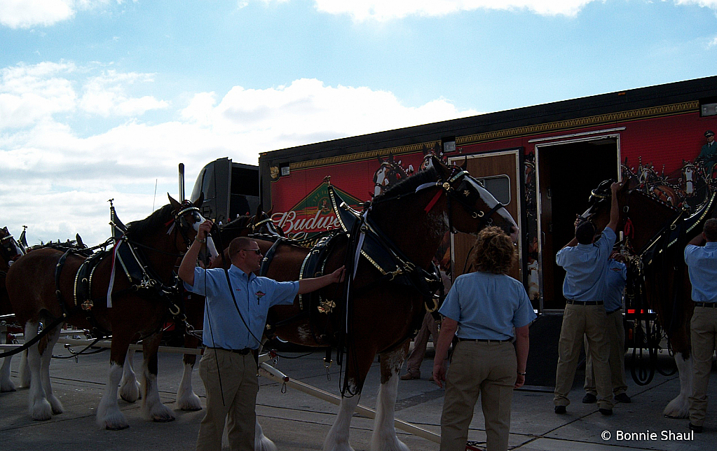 Preparing the Clydedales