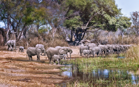 Breeding Herd