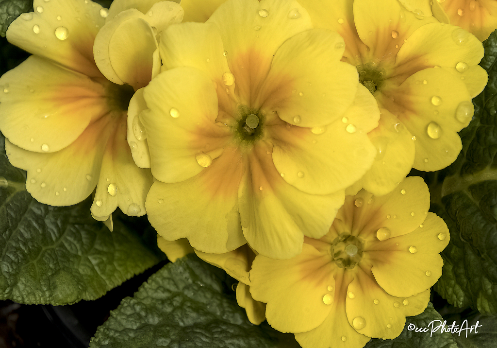 Golden Shower Primrose - ID: 15792611 © Candice C. Calhoun