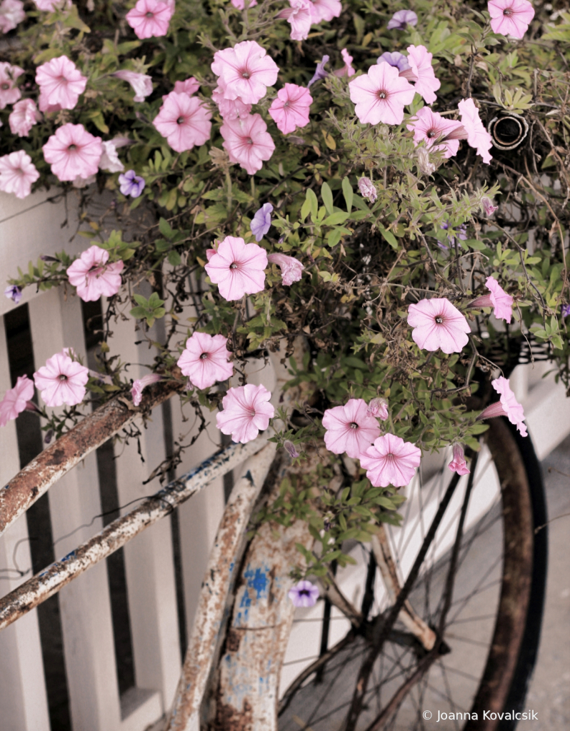 Pedaling Petunias