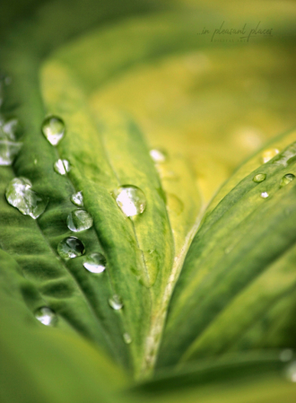 Blessing of Rain