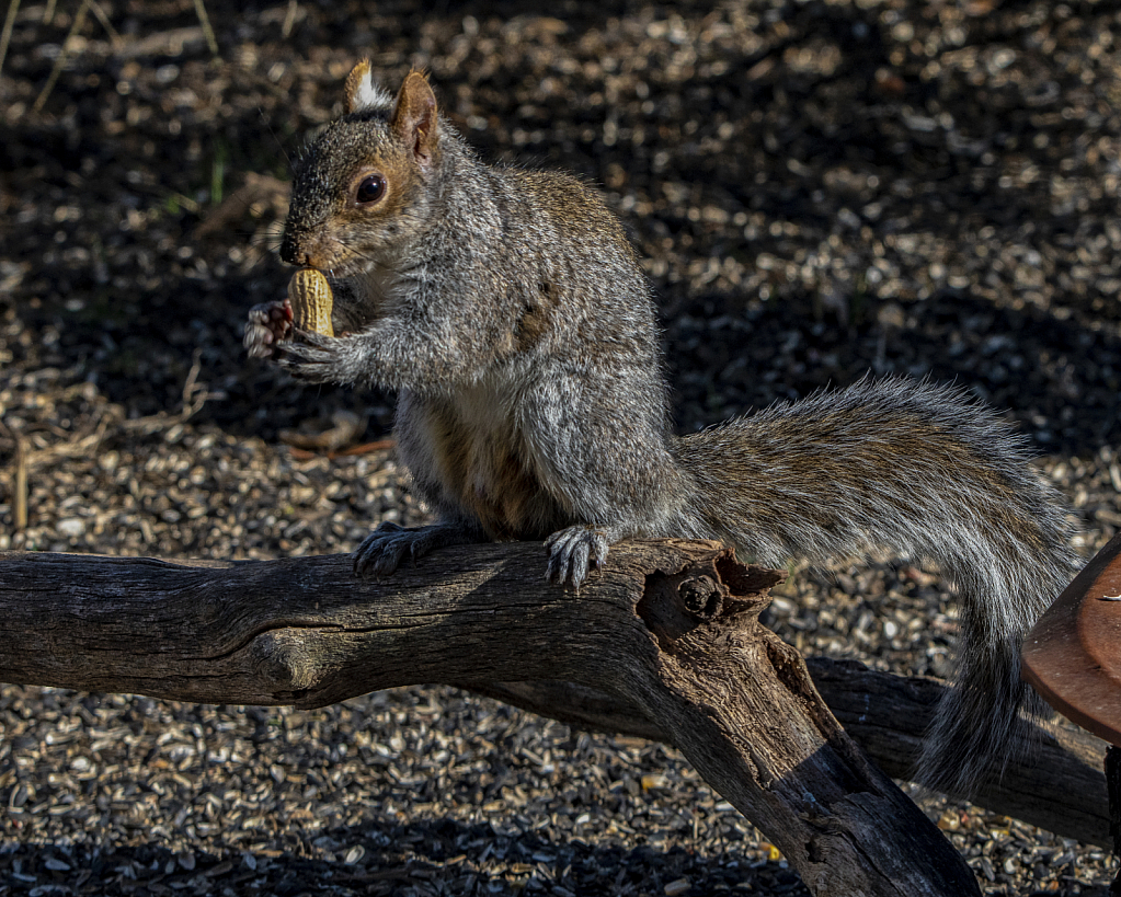 Squirrel Snacking