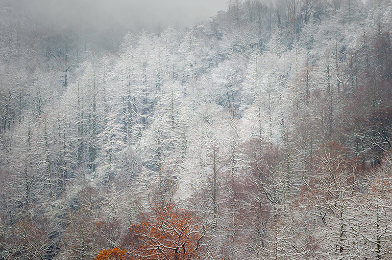 Smoky Mountain snow 2 - ID: 15792656 © Donald R. Curry