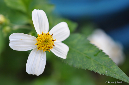 Backyard Flowers