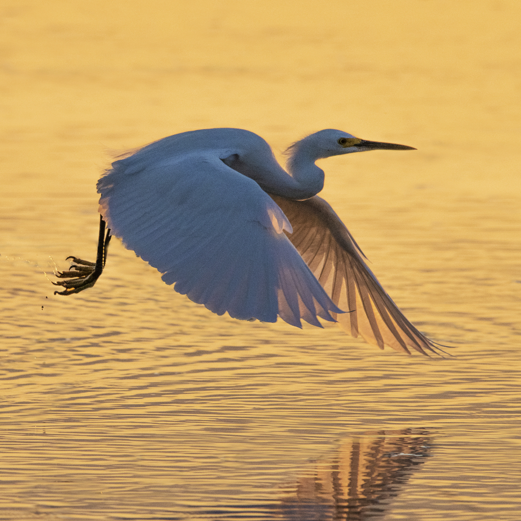 Great Egret