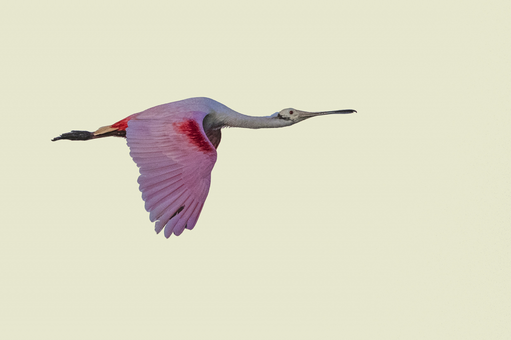 Spoonbill