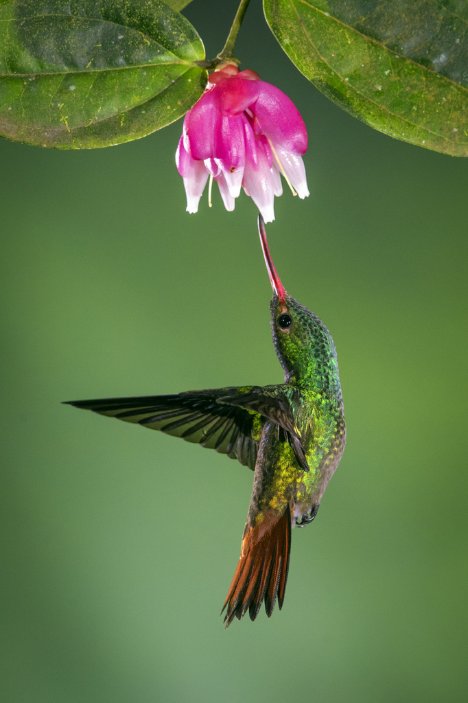 Hummingbird