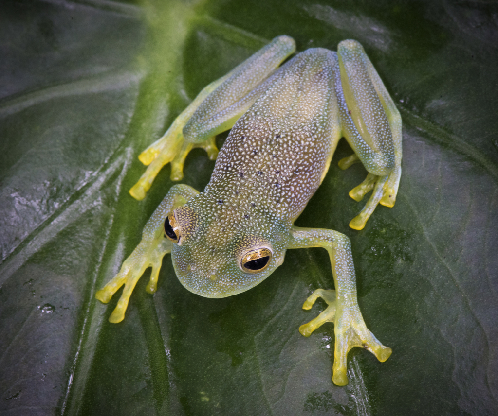 Glass frog