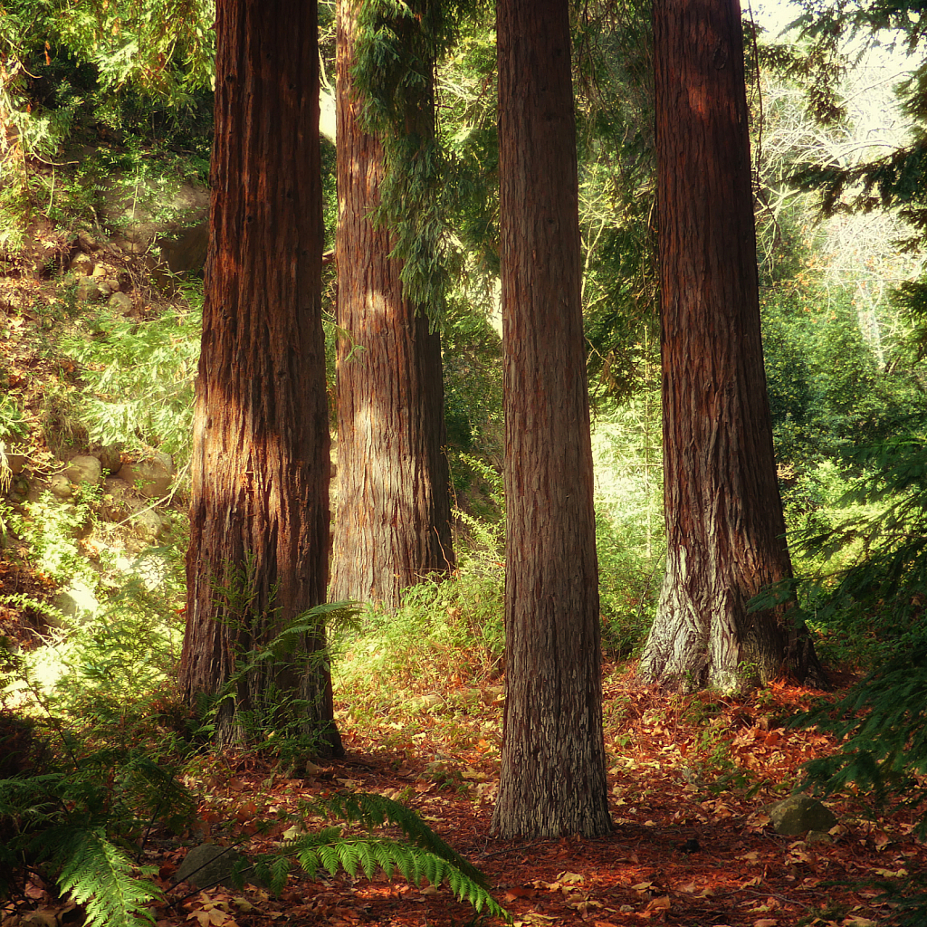 Redwood Quartet
