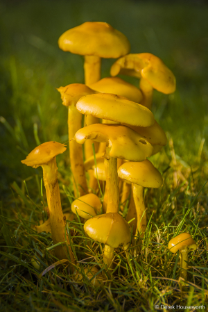 Honey Fungi