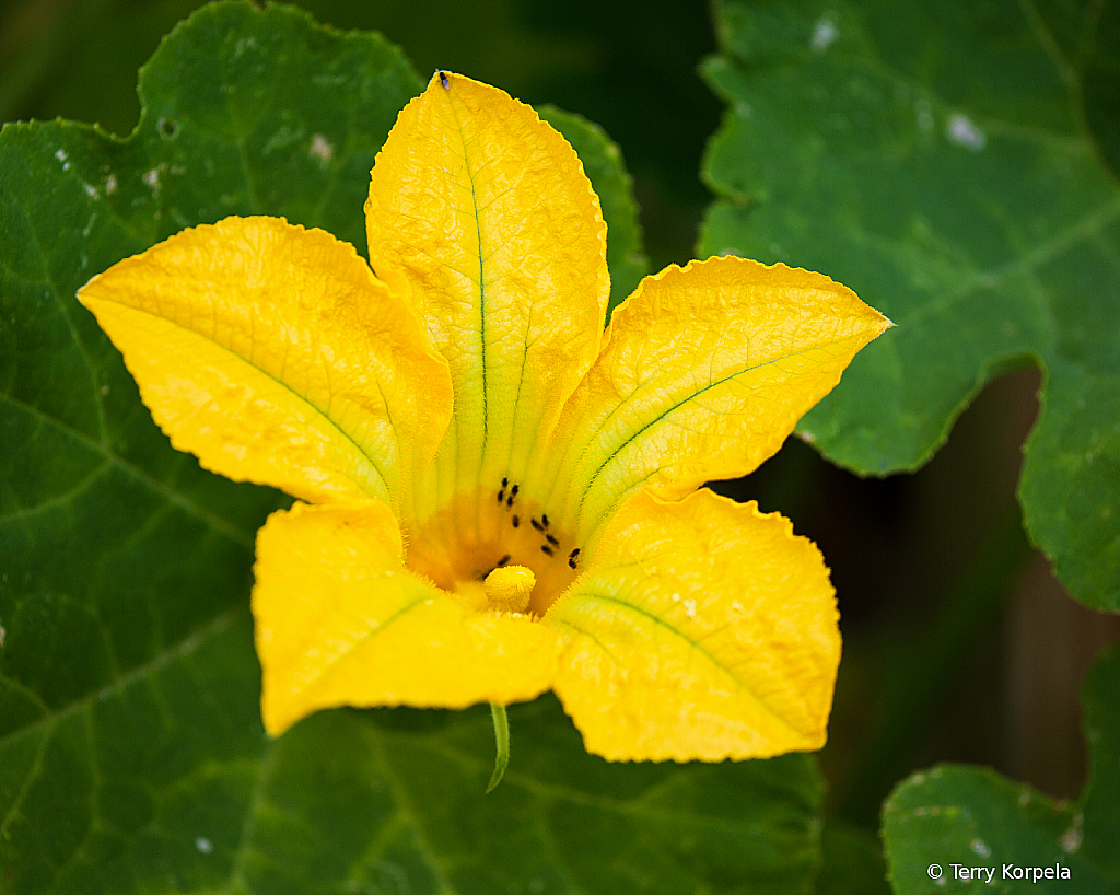 Berkeley Botanical Garden    - ID: 15794020 © Terry Korpela