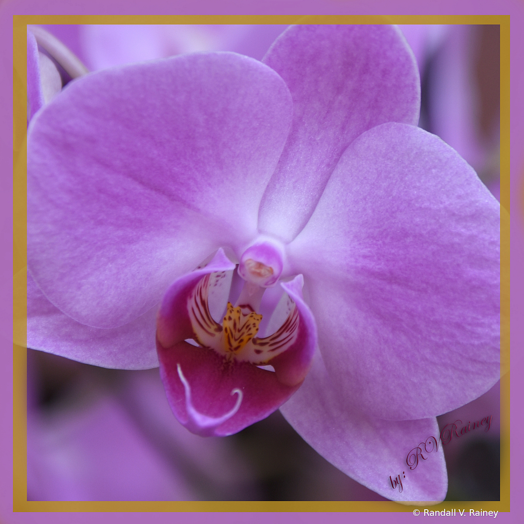 Purple Orchid in Pittsburgh