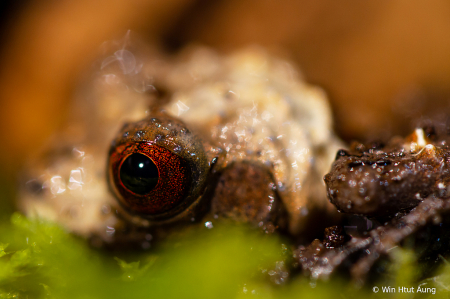 The Eye of Bird_Poo Frog