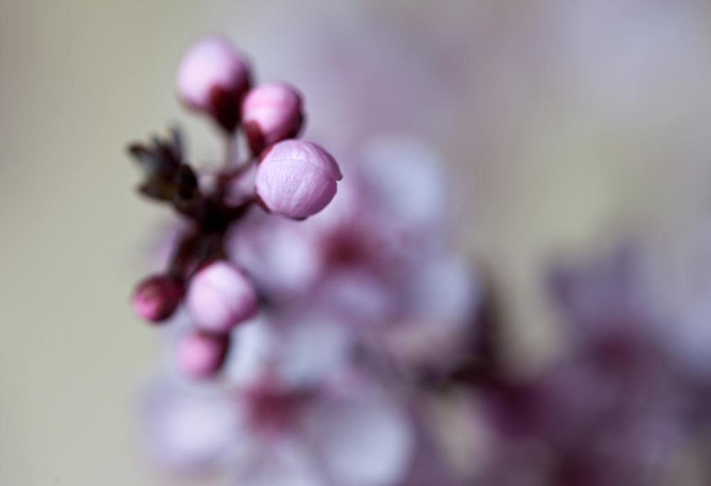 Budding