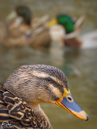 Mallard Hen Portrait