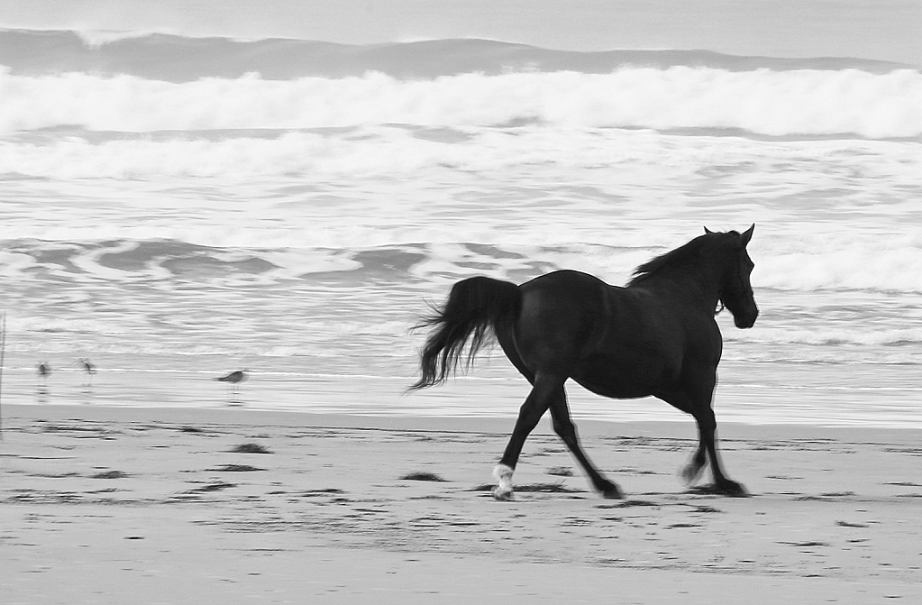 Beach Runner