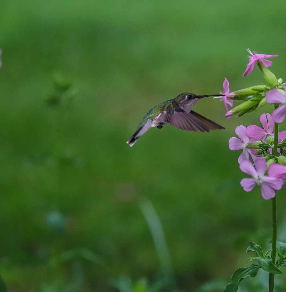 Hummingbird, Hummingbird sing me a song.