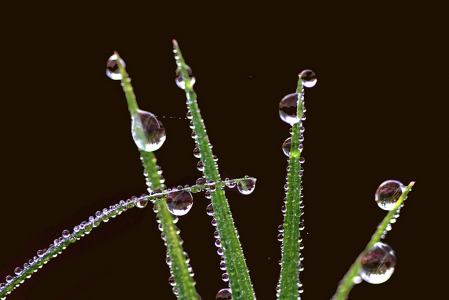 Dewy Grass