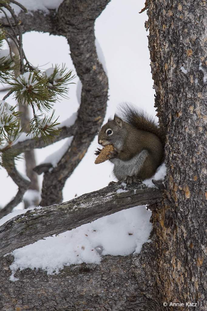Squirrel - ID: 15794584 © Annie Katz