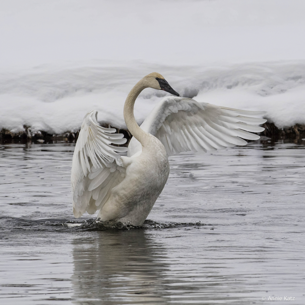 Swan - ID: 15794591 © Annie Katz