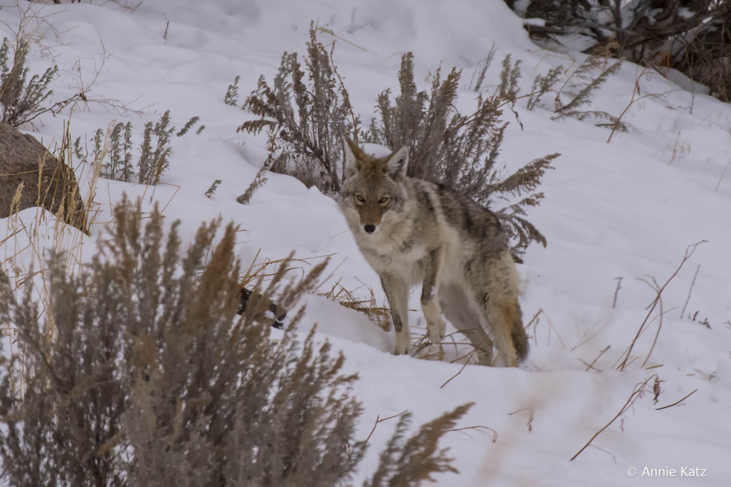 WilyCoyote - ID: 15794608 © Annie Katz