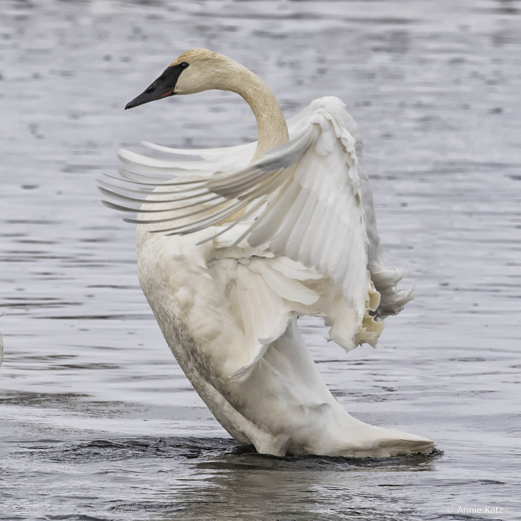 Wings - ID: 15794610 © Annie Katz