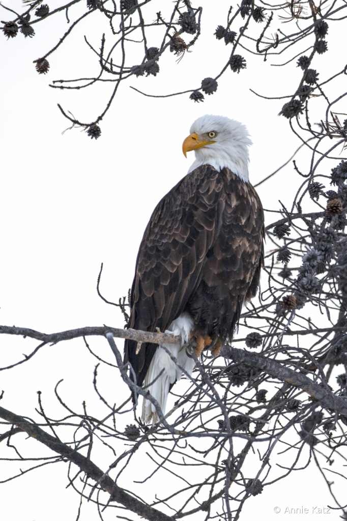 YellowstoneEagle - ID: 15794613 © Annie Katz