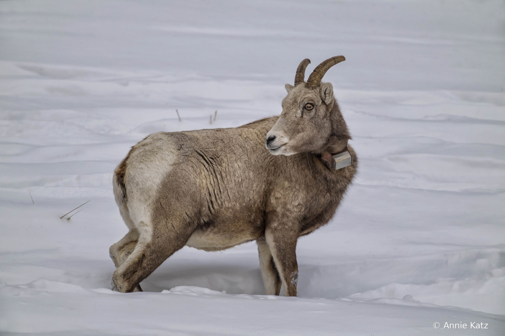 YellowstoneSheep - ID: 15794615 © Annie Katz